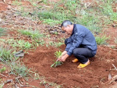 Ông Vũ Minh Tiến, xã Quảng Trực (huyện Tuy Đức, tỉnh Đắk Nông) “thử nghiệm” trồng 1 ha mắc ca với nhiều dòng, giống khác nhau